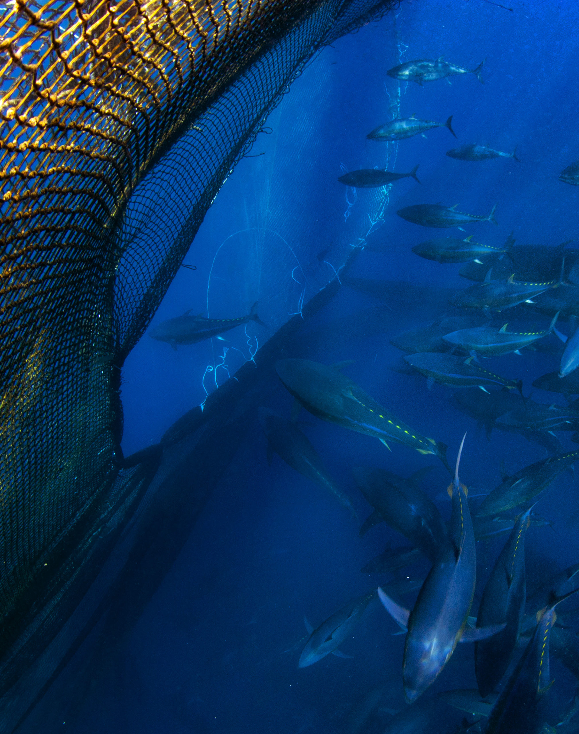 Image principale de l'article "AIRES MARINES PROTÉGÉES : LA GUERRE DES PÊCHES" rédigé pour "Les Echos Planète" | Thons victimes de pêche abusive | Françoise Blind-Kempinski - Directrice éditoriale et réalisatrice (journaliste Les Echos)