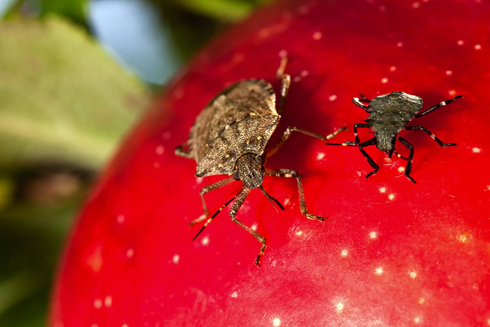 Les espèces exotiques envahissantes : un fléau planétaire | Punaises diaboliques attaquant une pomme. Crédit: Stephen Ausmus | Françoise Blind-Kempinski - Directrice éditoriale et réalisatrice (journaliste Les Echos)