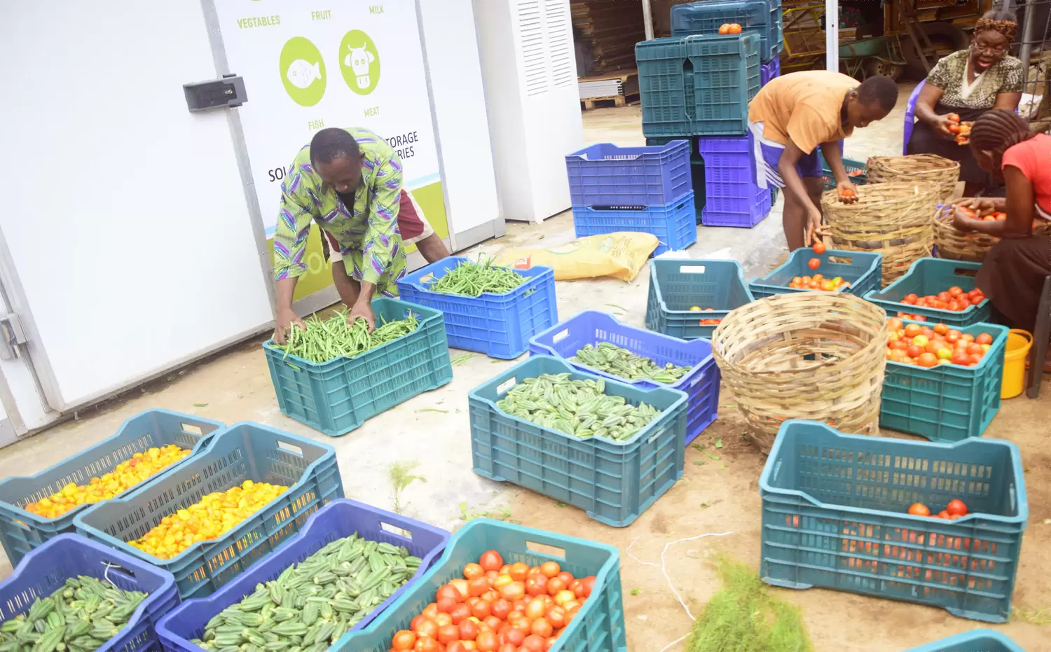 Nnaemeka Ikegwuonu façonne un nouveau système alimentaire en Afrique | Grâce aux chambres froides de ColdHubs, les agriculteurs peuvent stocker jusqu’à 3 tonnes de nourriture entre 12 et 16 °C. Photo : ColdHubs | Françoise Blind-Kempinski - Directrice éditoriale et réalisatrice (journaliste Les Echos)