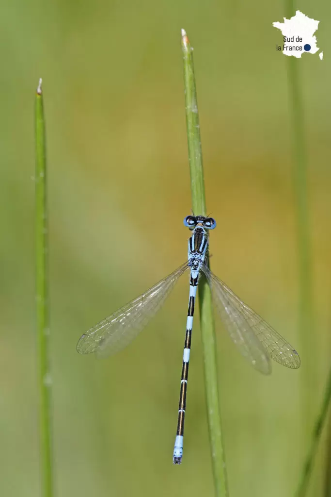 10 espèces d’insectes menacées en France | Crédit photo : Bastien LOUBOUTIN | Françoise Blind-Kempinski - Directrice éditoriale et réalisatrice (journaliste Les Echos)