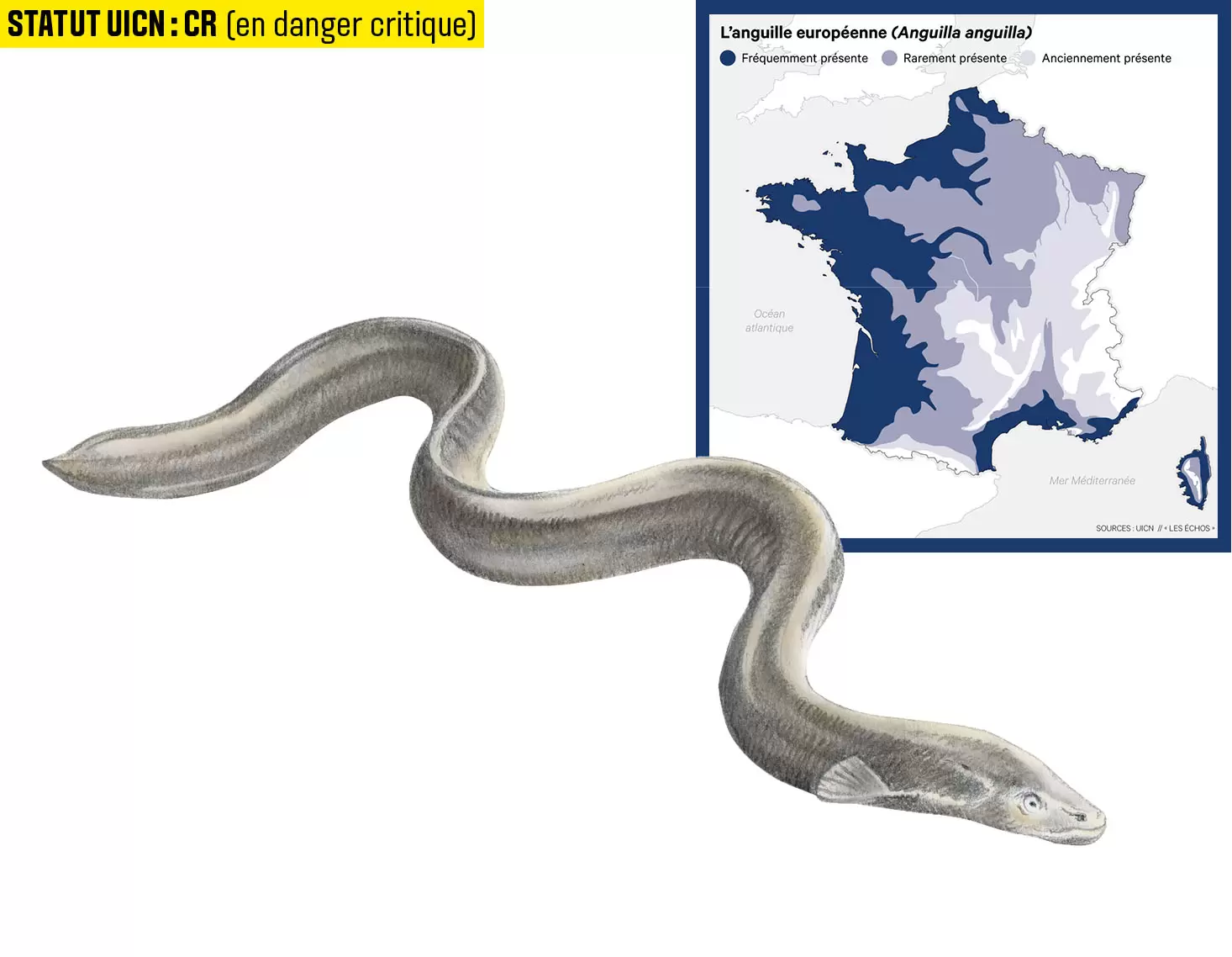 10 espèces de poissons d'eau douce menacées en France | Illustration : Cyril Lachkareff | Françoise Blind-Kempinski - Directrice éditoriale et réalisatrice (journaliste Les Echos)