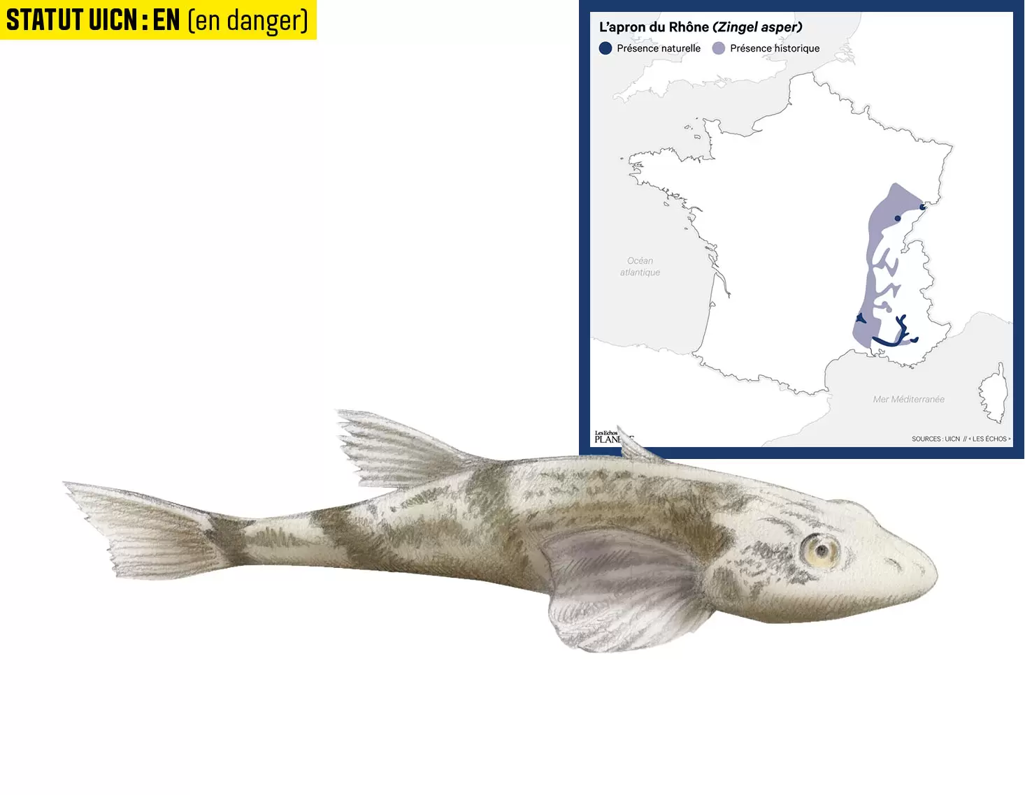10 espèces de poissons d'eau douce menacées en France | Illustration : Cyril Lachkareff | Françoise Blind-Kempinski - Directrice éditoriale et réalisatrice (journaliste Les Echos)