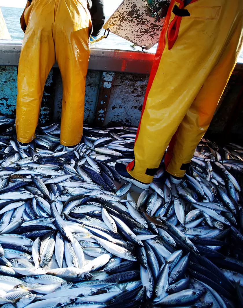 Pêche durable : guide à l'usage du consommateur responsable | (CHARLY TRIBALLEAU / AFP) | Françoise Blind-Kempinski - Directrice éditoriale et réalisatrice (journaliste Les Echos)