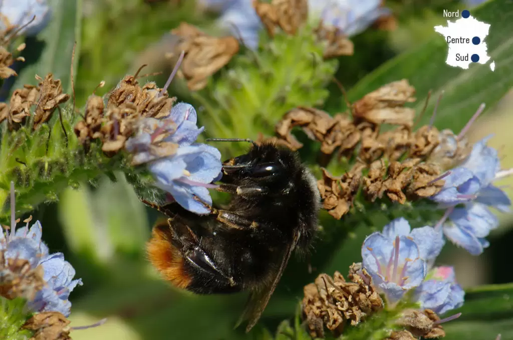 10 espèces d’insectes menacées en France | Crédit photo : Zil/CC by SA 3.0 | Françoise Blind-Kempinski - Directrice éditoriale et réalisatrice (journaliste Les Echos)