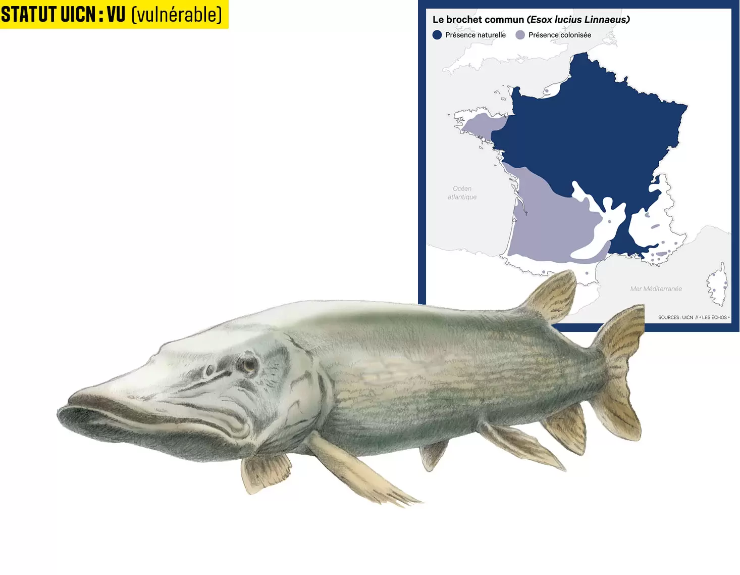 10 espèces de poissons d'eau douce menacées en France | Illustration : Cyril Lachkareff | Françoise Blind-Kempinski - Directrice éditoriale et réalisatrice (journaliste Les Echos)