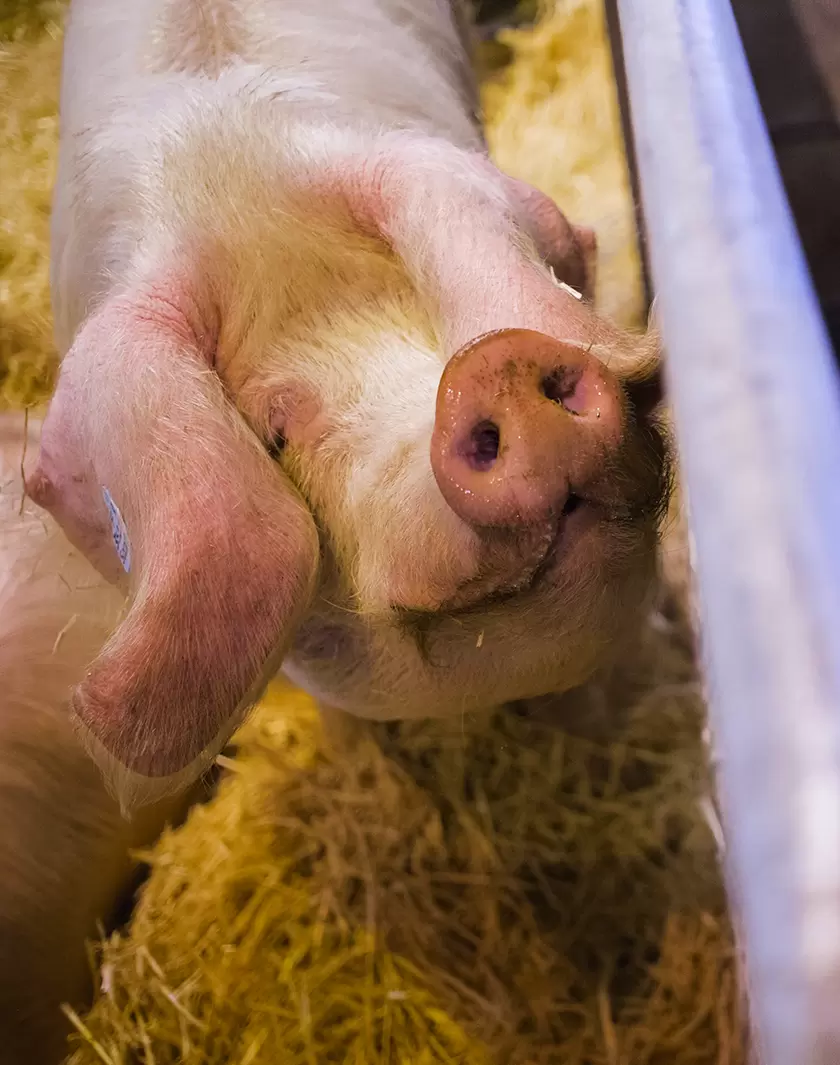 Le combat d’éleveurs pour sauver des animaux de ferme en voie de disparition | Un porc blanc de l'ouest dans son enclos. (Aurélien Morissard/IP3/MAXPPP) | Françoise Blind-Kempinski - Directrice éditoriale et réalisatrice (journaliste Les Echos)
