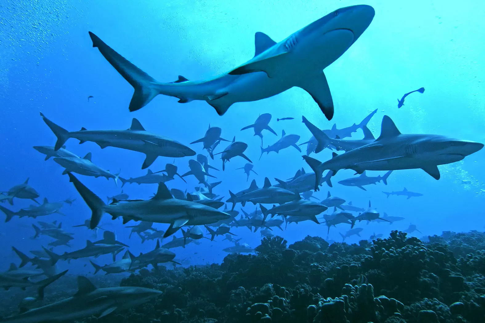 François Sarano : «L’acceptation du requin, c’est une école de la tolérance» | La passe de Fakarava en Polynésie est réputée pour son " mur" de requins. L'association Longitude 181 a été très mobilisée pour interdire la pêche aux ailerons dans l'archipel. Crédit SIPA | Françoise Blind-Kempinski - Directrice éditoriale et réalisatrice (journaliste Les Echos)