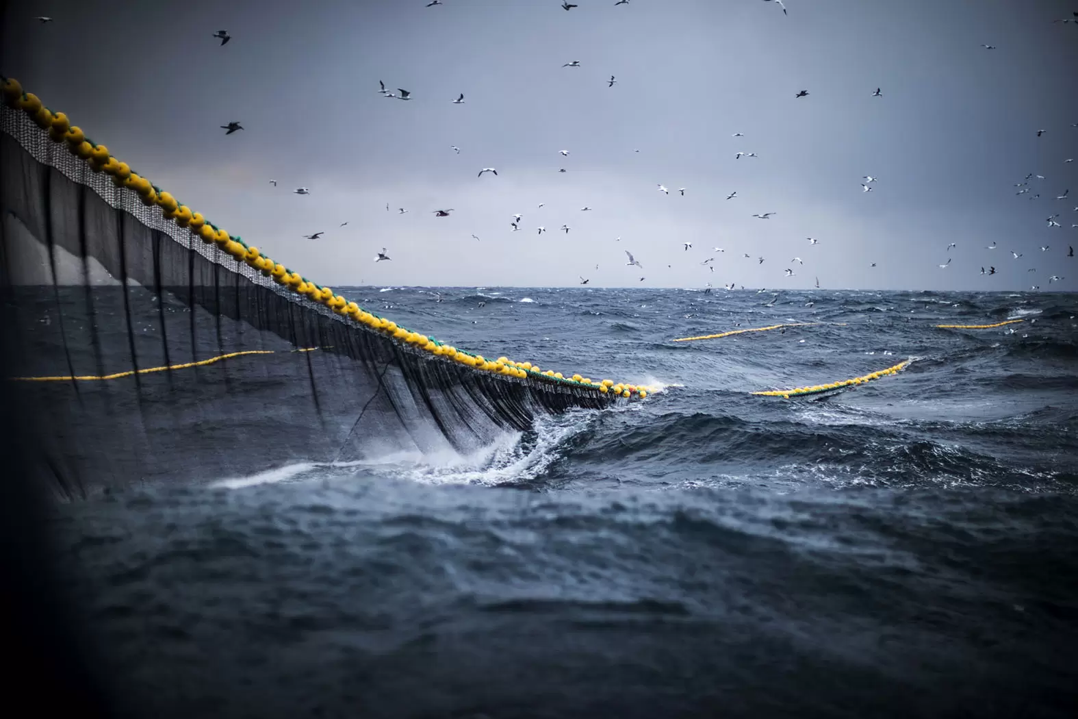 Indigo met le cap sur les filets de pêche biodégradables | Une étude de la FAO et du CIEM estime que le nombre d’engins dérivants représente plus de 26 000 kilomètres. Crédit : iStock | Françoise Blind-Kempinski - Directrice éditoriale et réalisatrice (journaliste Les Echos)