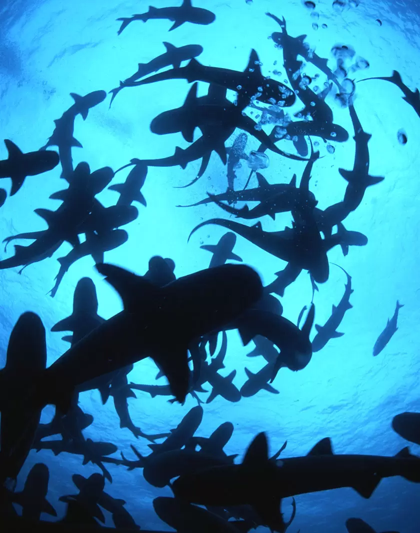 La survie de dizaines d’espèces sauvages va se jouer à la COP CITES de Panama City | Requins à pointe blanche au Costa Rica (Shutterstock) | Françoise Blind-Kempinski - Directrice éditoriale et réalisatrice (journaliste Les Echos)