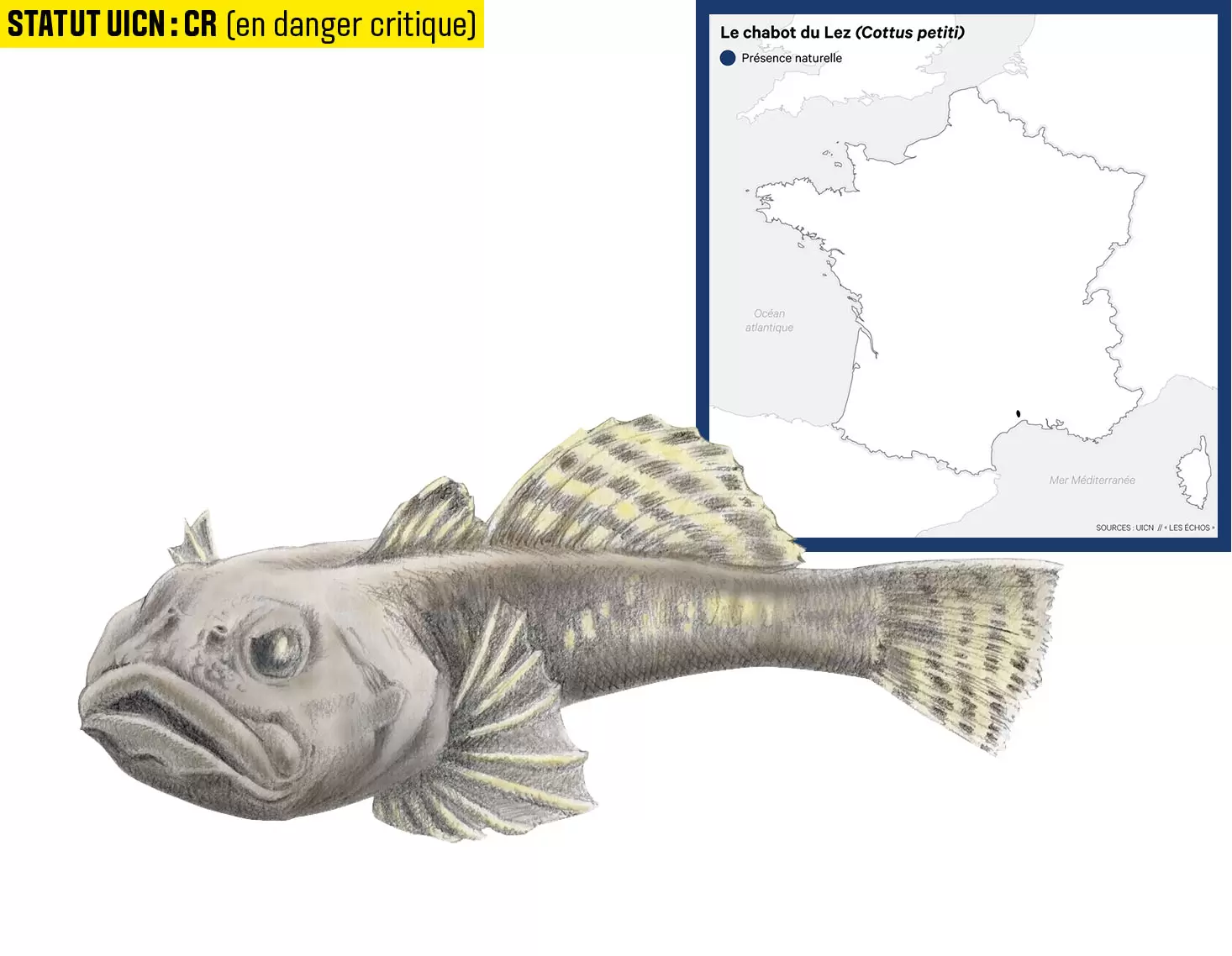 10 espèces de poissons d'eau douce menacées en France | Illustration : Cyril Lachkareff | Françoise Blind-Kempinski - Directrice éditoriale et réalisatrice (journaliste Les Echos)