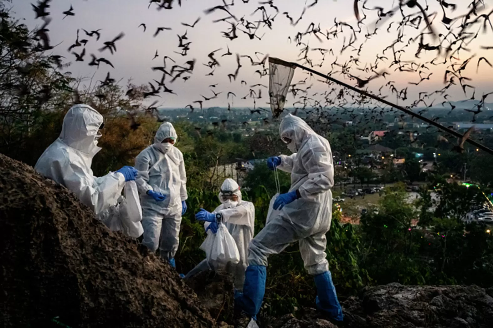 Marie-Monique Robin : «Nous sommes entrés dans une ère d’épidémies de pandémies et de confinements chroniques» | Une équipe de chercheurs Thaïlandais capturent des chauves-souris dans le cadre de recherche sur les origines de la Covid 19. Crédit : Adam DEAN/PANOS-REA | Françoise Blind-Kempinski - Directrice éditoriale et réalisatrice (journaliste Les Echos)