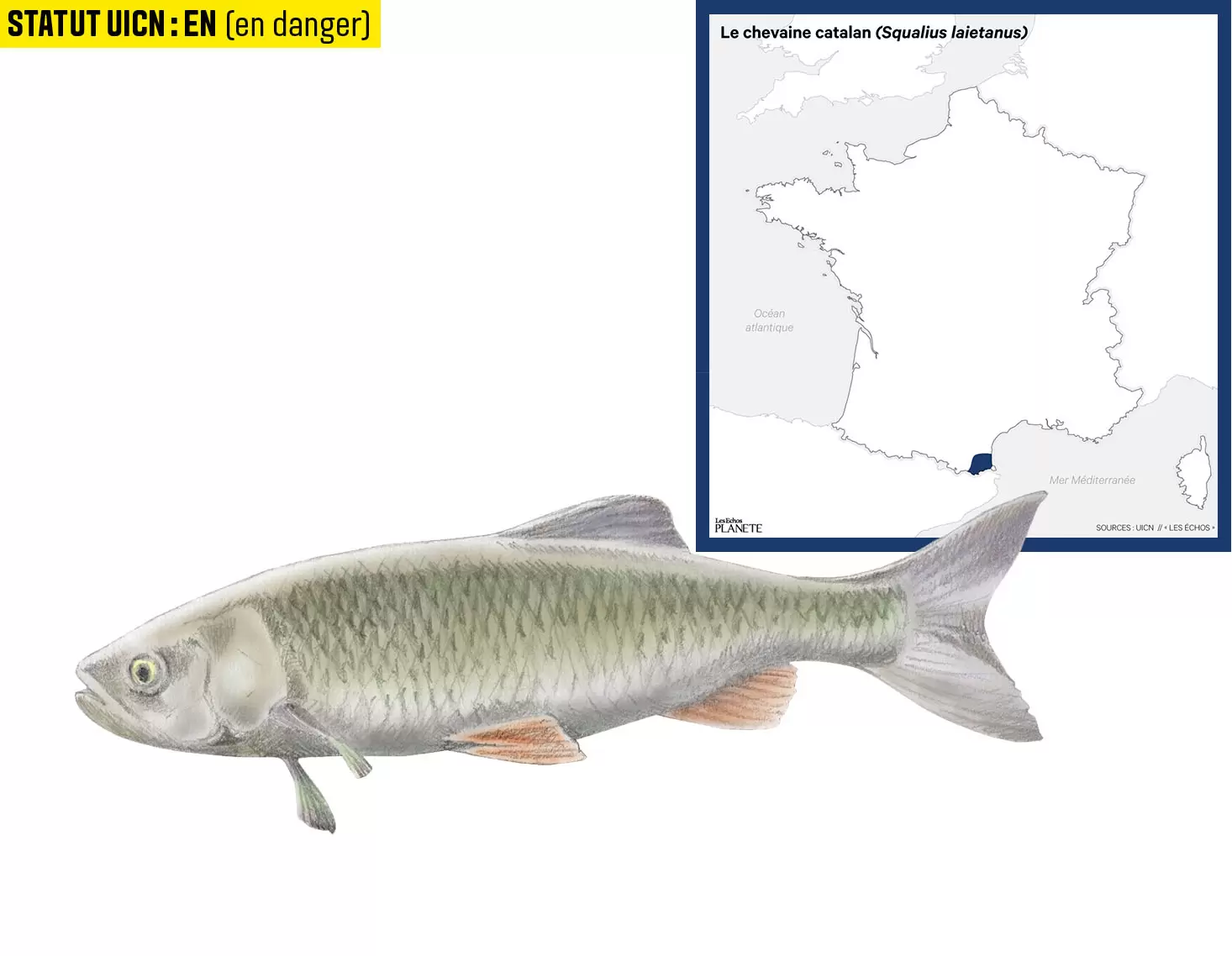 10 espèces de poissons d'eau douce menacées en France | Illustration : Cyril Lachkareff | Françoise Blind-Kempinski - Directrice éditoriale et réalisatrice (journaliste Les Echos)