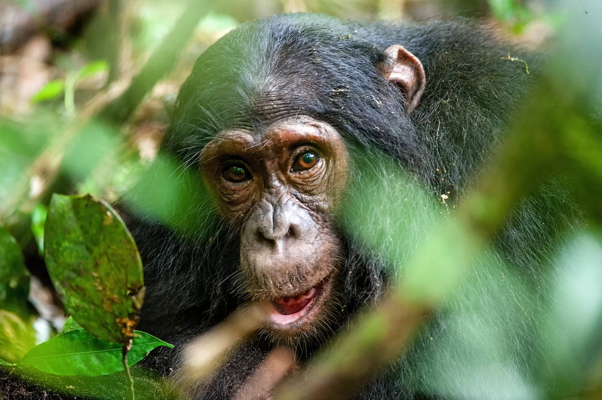 Maud Lelièvre : « La préservation de la nature doit être évaluée à son juste prix » | chimpanze - Crédit : Shutterstock | Françoise Blind-Kempinski - Directrice éditoriale et réalisatrice (journaliste Les Echos)