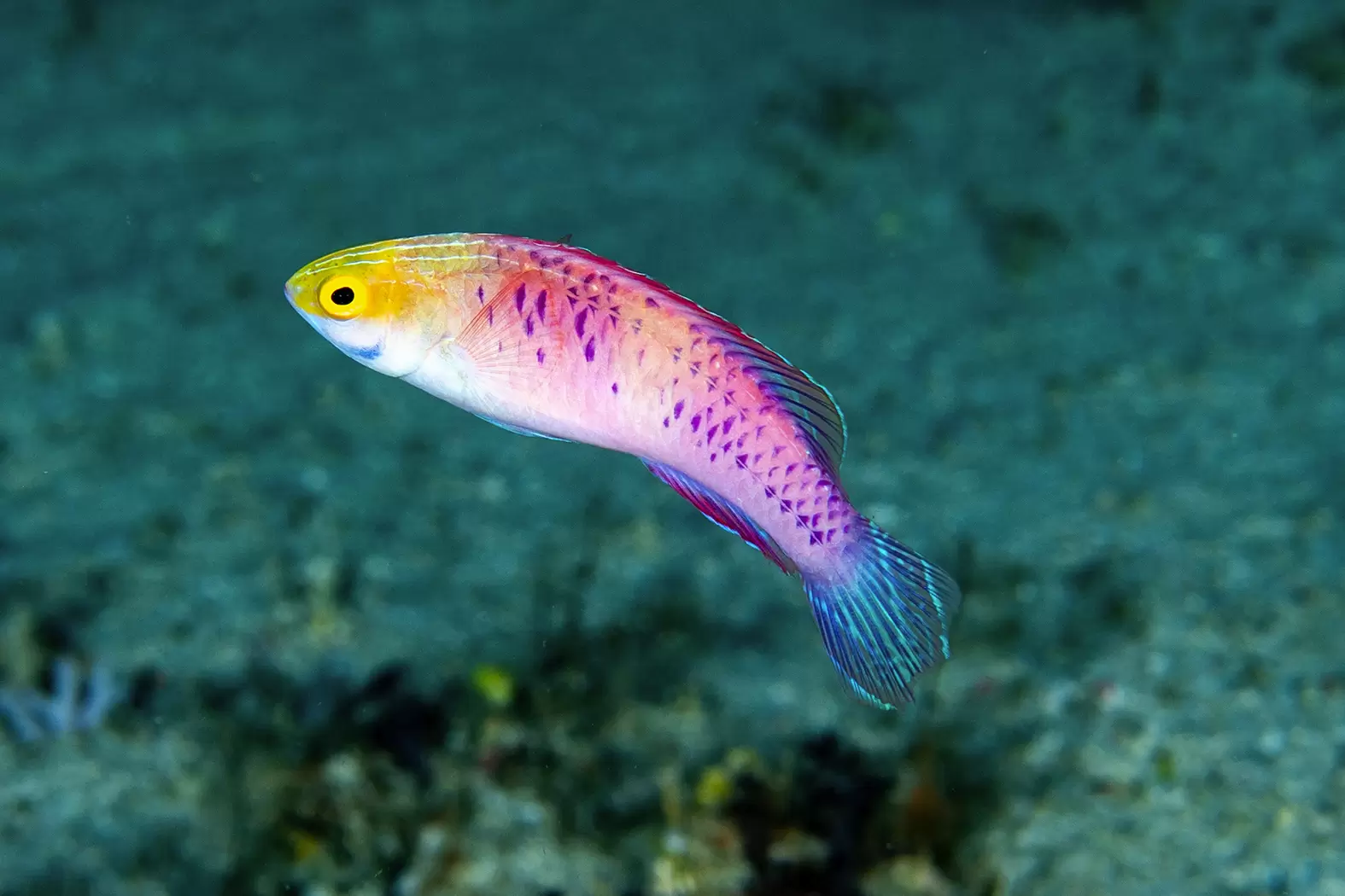 Luiz Rocha, le chercheur de poissons | Le Cirrhilabrus wakanda, espèce découverte par Luiz Rocha à Zanzibar Crédit : Luiz Rocha | Françoise Blind-Kempinski - Directrice éditoriale et réalisatrice (journaliste Les Echos)