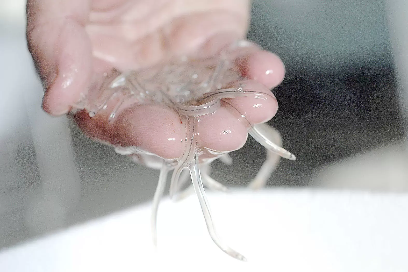 Trafic d’espèces protégées : la gendarmerie à la manœuvre | La civelle est une espèce protégée | Françoise Blind-Kempinski - Directrice éditoriale et réalisatrice (journaliste Les Echos)