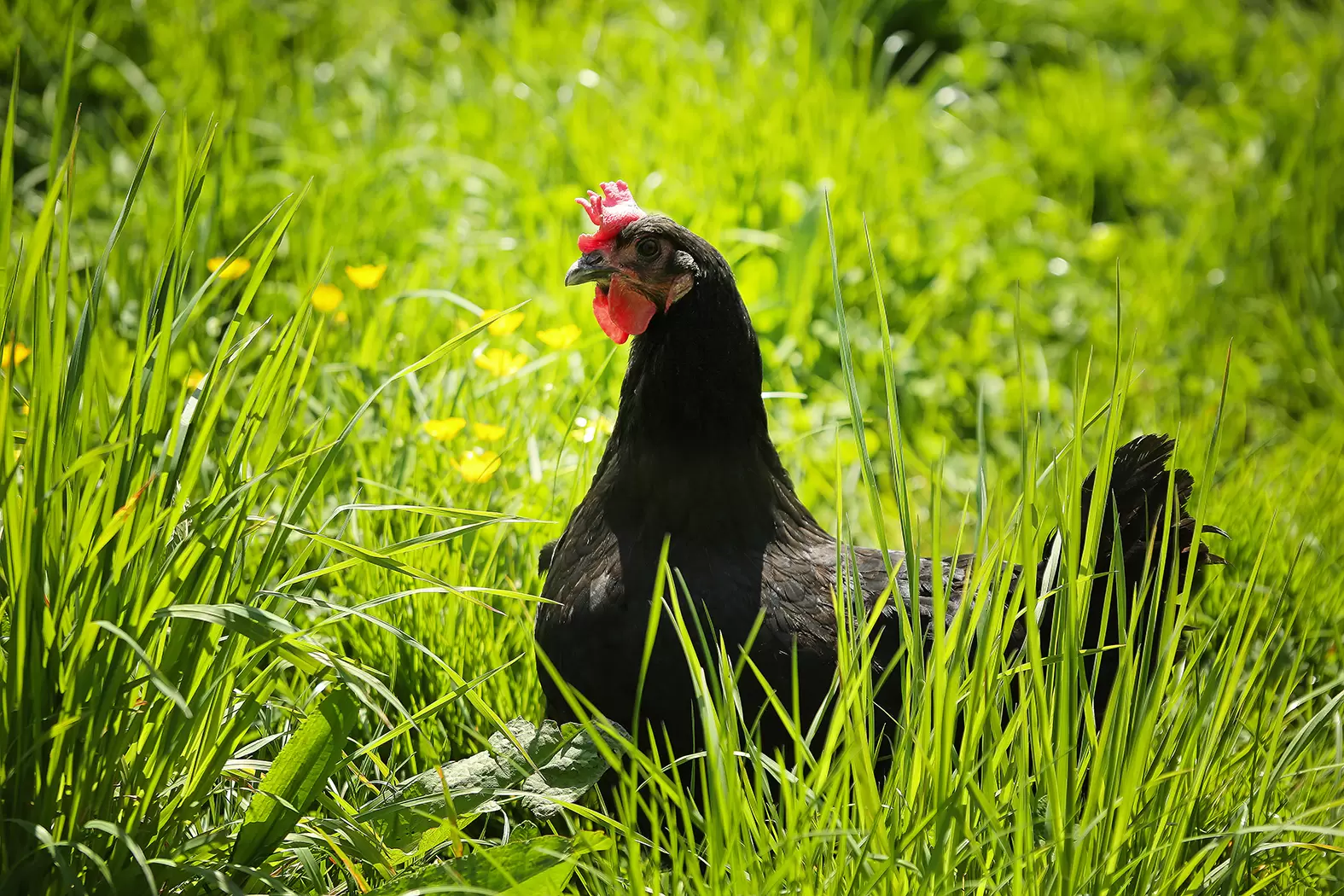 Le combat d’éleveurs pour sauver des animaux de ferme en voie de disparition | Une poule gauloise noire. Crédit photo Céva Santé Animale | Françoise Blind-Kempinski - Directrice éditoriale et réalisatrice (journaliste Les Echos)