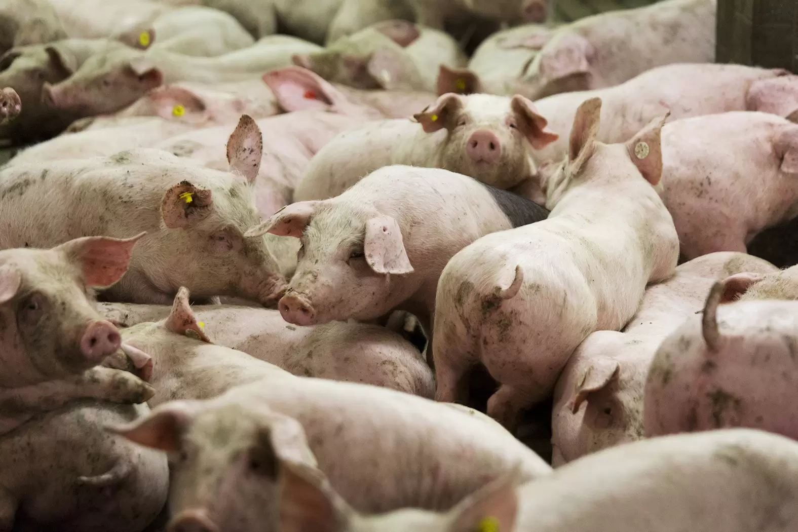 Marie-Monique Robin : «Nous sommes entrés dans une ère d’épidémies de pandémies et de confinements chroniques» | Un élevage de porcs en Allemagne. Crédit : Daniel PILAR/LAIF-REA | Françoise Blind-Kempinski - Directrice éditoriale et réalisatrice (journaliste Les Echos)