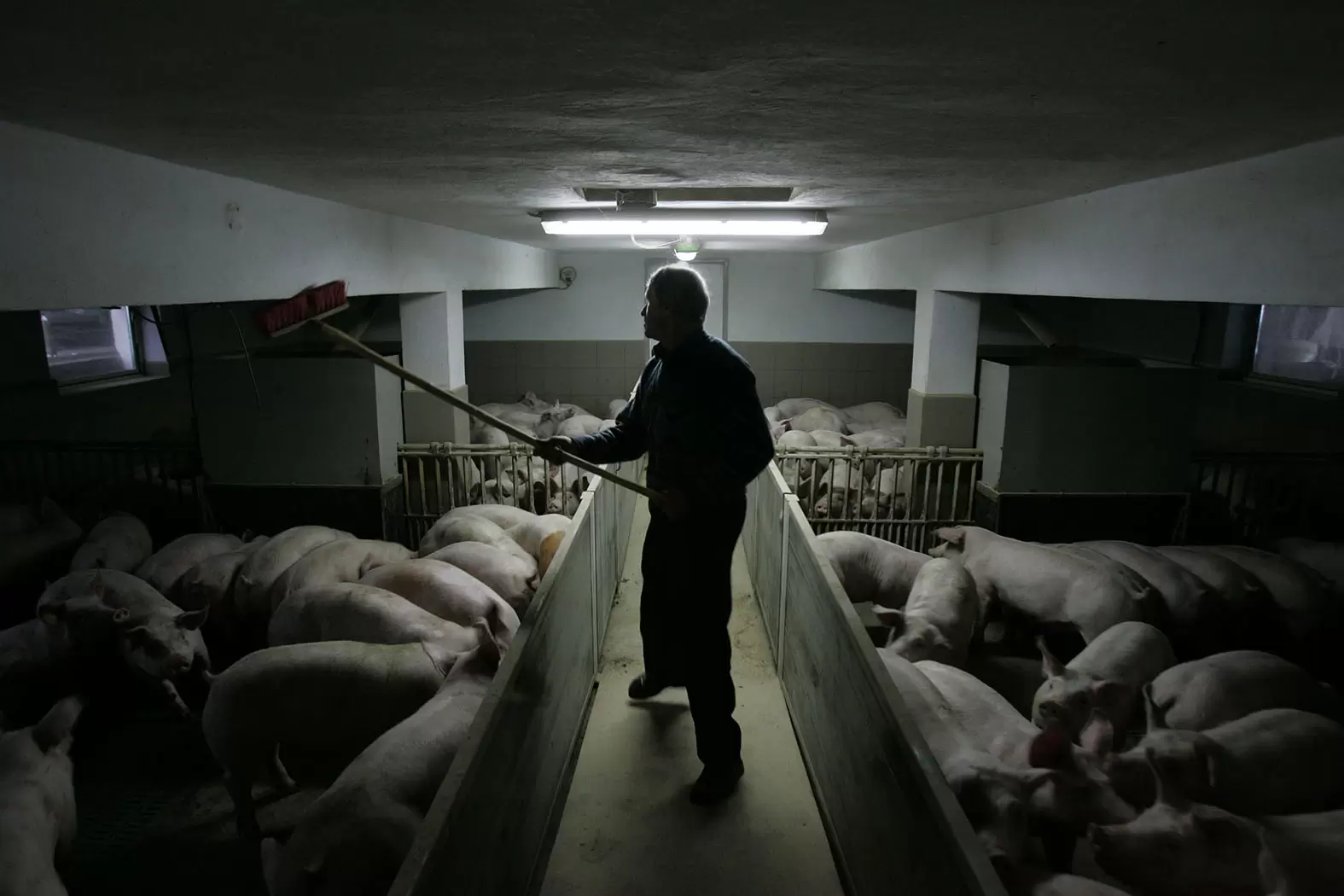 Charcuterie, la guerre des nitrites aura bien lieu | De le viande de porc peut être importée d'élevages en Pologne, dans des conditions sanitaires moins exigeantes. Crédit : Piotr MALECKI/PANOS-REA | Françoise Blind-Kempinski - Directrice éditoriale et réalisatrice (journaliste Les Echos)