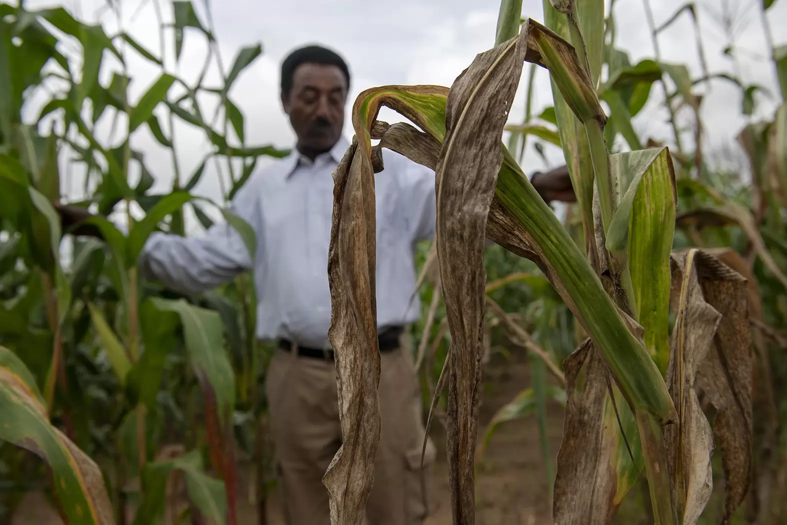 Les espèces exotiques envahissantes : un fléau planétaire | La chenille légionnaire d'automne infeste et détruit les champs de maïs au Nigeria. Crédit : Chris de Bode/CGIAR/PANOS-REA | Françoise Blind-Kempinski - Directrice éditoriale et réalisatrice (journaliste Les Echos)