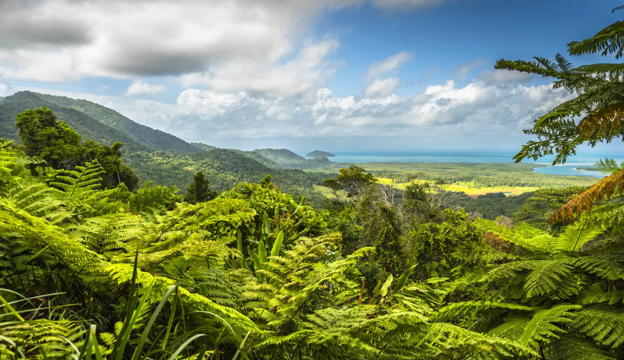 Maud Lelièvre : « La préservation de la nature doit être évaluée à son juste prix » | La forêt tropicale de Daintree Rain, Australie.Crédit : Shutterstock | Françoise Blind-Kempinski - Directrice éditoriale et réalisatrice (journaliste Les Echos)