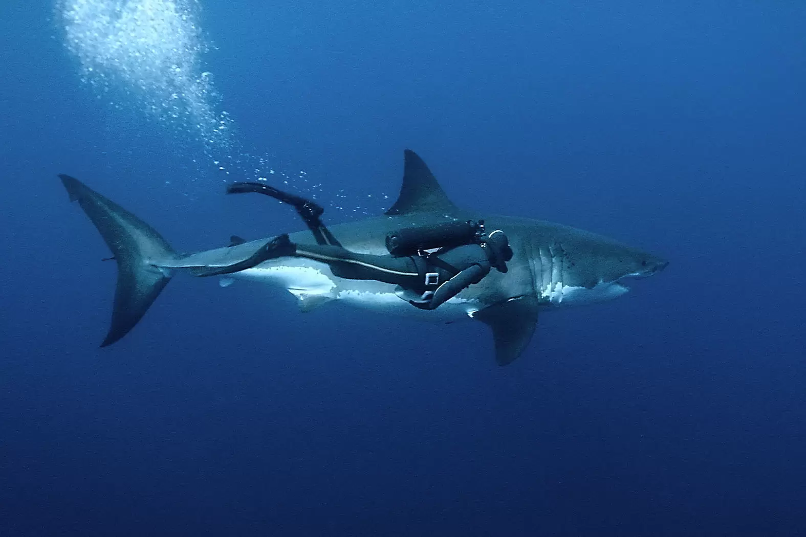 François Sarano : «L’acceptation du requin, c’est une école de la tolérance» | Communion entre François Sarano et Lady Mystery, un requin blanc femelle de 5,5 mètres aux larges des côtes mexicaines . Crédit : Oceans Galatée films | Françoise Blind-Kempinski - Directrice éditoriale et réalisatrice (journaliste Les Echos)