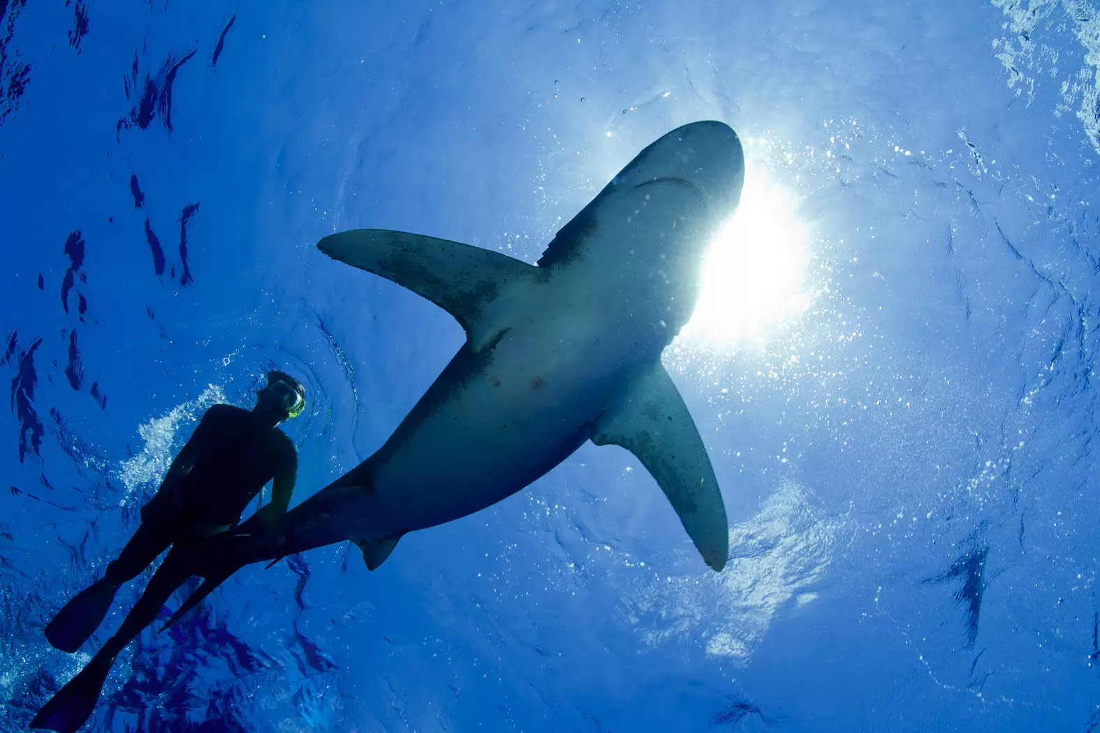 François Sarano : «L’acceptation du requin, c’est une école de la tolérance» | Un plongeur et un requin blanc. "Je ne souhaite qu’une chose : que ce livre donne l’irrésistible envie d’aller, sans a priori, au cœur des océans, à la rencontre de ces mal-aimés méconnus qui ont tant à nous offrir" espère François Sarano .Crédit iStock | Françoise Blind-Kempinski - Directrice éditoriale et réalisatrice (journaliste Les Echos)