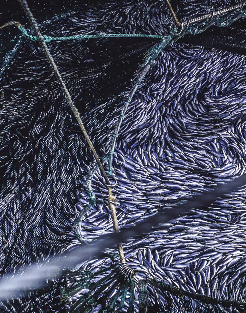 Refonder la politique des quotas de pêche européens | GettyImages-628296816-copie-2 | Françoise Blind-Kempinski - Directrice éditoriale et réalisatrice (journaliste Les Echos)