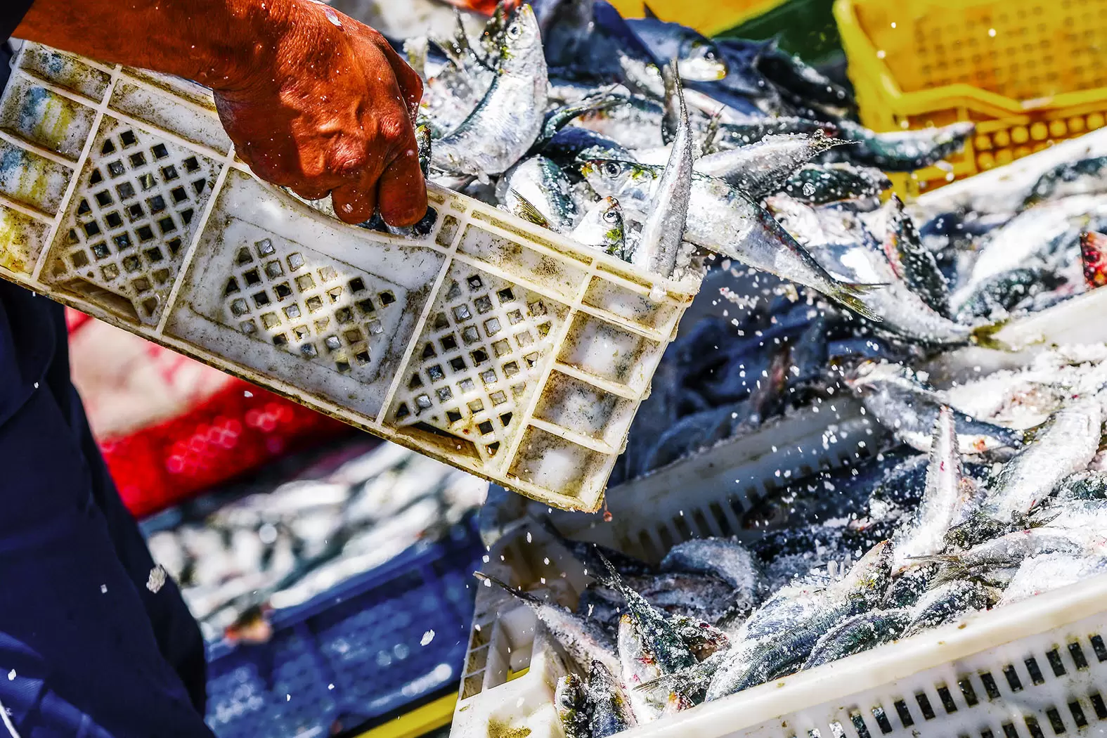 Pêche durable : guide à l'usage du consommateur responsable | GettyImages-645700856 | Françoise Blind-Kempinski - Directrice éditoriale et réalisatrice (journaliste Les Echos)