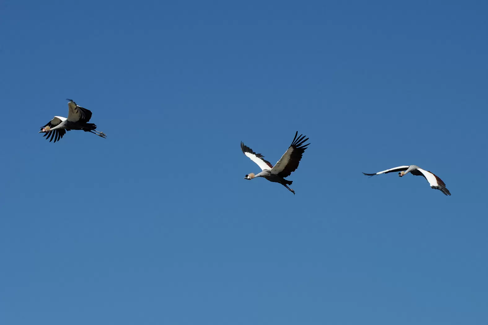 Olivier Nsengimana, le sauveur des grues royales | La grue royale est un symbole de longue vie et de prospérité pour les populations d'Afrique centrale et de l'est. Crédit : Laurent CERINO/REA | Françoise Blind-Kempinski - Directrice éditoriale et réalisatrice (journaliste Les Echos)