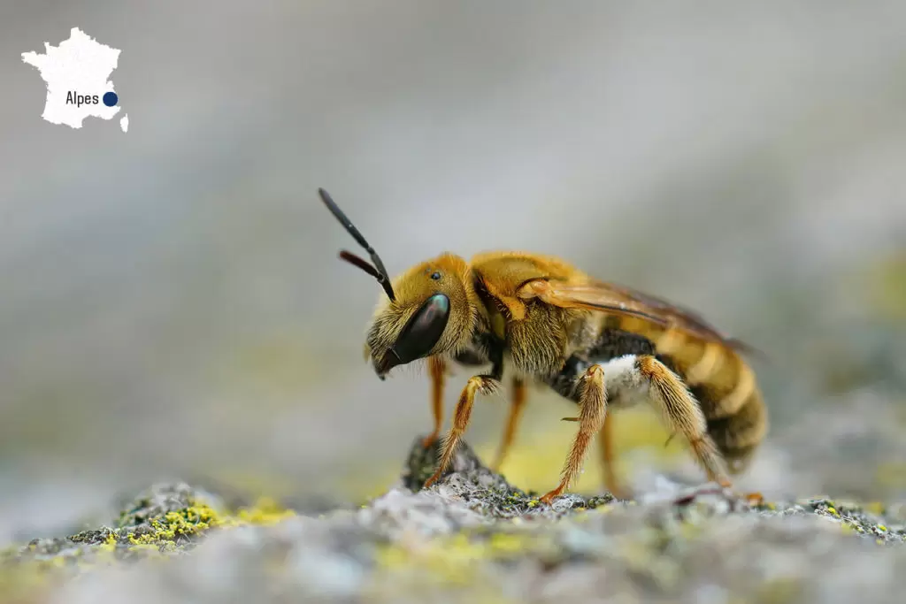 10 espèces d’insectes menacées en France | Crédit photo : Shutterstock | Françoise Blind-Kempinski - Directrice éditoriale et réalisatrice (journaliste Les Echos)