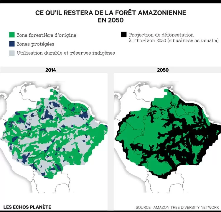 Dix ans pour sauver la forêt tropicale | Cartes comparatives de l'évolution de la forêt Amazonienne entre 2014 et 2050, selon Amazon Tree DIversity Network. Réalisées par Les Echos. | Françoise Blind-Kempinski - Directrice éditoriale et réalisatrice (journaliste Les Echos)