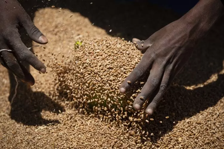 Pour une écologie de l’alimentation, même en temps de guerre | Une femme ramasse des portions de blé distribués à des familles, par la Société de secours du Tigré dans la ville d'Agula, dans le nord de l'Éthiopie.Photo : Ben Curtis/AP/SIPA | Françoise Blind-Kempinski - Directrice éditoriale et réalisatrice (journaliste Les Echos)