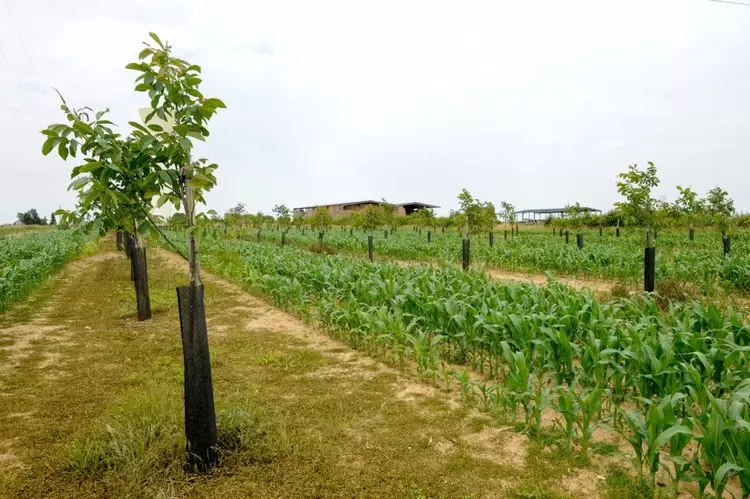 Faire de la santé des sols une priorité pour affronter les crises | Rangée de maïs séparée par des arbustes.Photo : Shutterstock | Françoise Blind-Kempinski - Directrice éditoriale et réalisatrice (journaliste Les Echos)