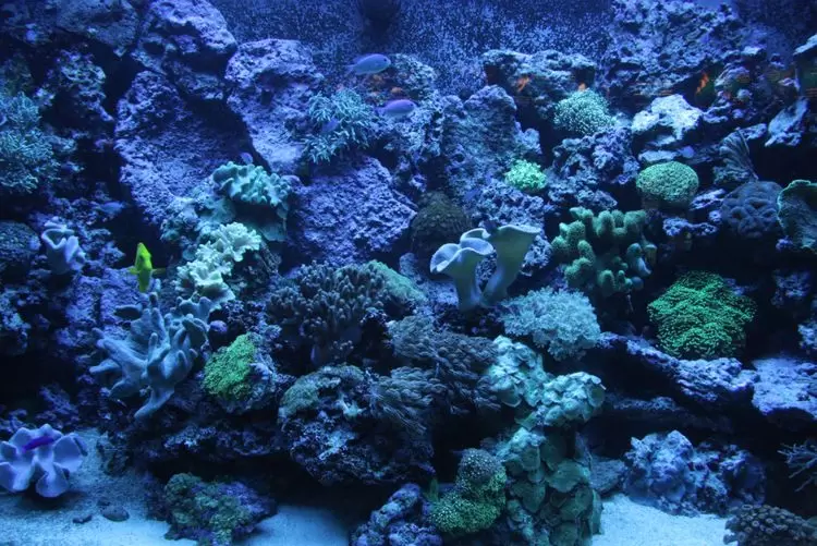 Traité sur la haute mer : encore un round | Le statut des ressources marines génétiques est en discussion avec la création d'aires marines protégées en haute mer. Crédit : iStock | Françoise Blind-Kempinski - Directrice éditoriale et réalisatrice (journaliste Les Echos)