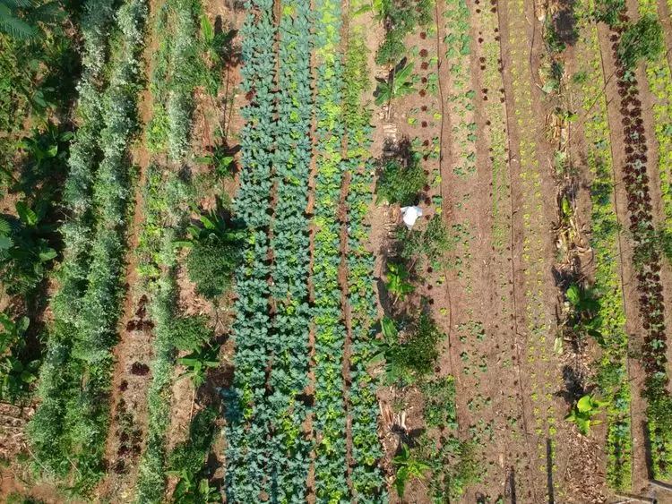 Faire de la santé des sols une priorité pour affronter les crises | Jardin agroécologique au Brésil.Photo : Shutterstock | Françoise Blind-Kempinski - Directrice éditoriale et réalisatrice (journaliste Les Echos)