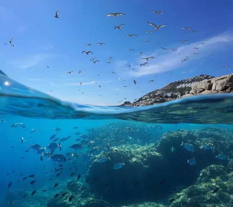 Révolution digitale et protection de la biodiversité, le duo gagnant pour une Méditerranée exemplaire d’ici 2030 | La faune et la flore de la Méditerranée sont gravement menacéesCrédit : Shutterstock | Françoise Blind-Kempinski - Directrice éditoriale et réalisatrice (journaliste Les Echos)