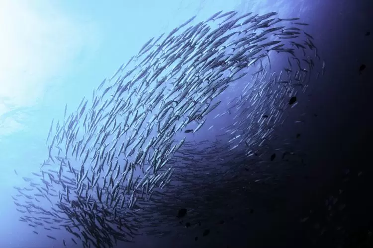 Traité sur la haute mer : encore un round | La gestion des pêches ne fait pas explicitement des négociations sur la haute mer car certains Etats ayant des intérêts dans cette activité s’y sont dès le départ fermement opposés. Crédit : iStock | Françoise Blind-Kempinski - Directrice éditoriale et réalisatrice (journaliste Les Echos)