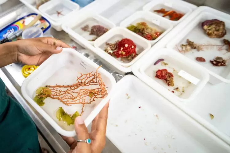 A Monaco, l’océan en héritage | A bord du navire L’Agulhas, le 4 novembre 2022, dans l'Océan Indien | Françoise Blind-Kempinski - Directrice éditoriale et réalisatrice (journaliste Les Echos)