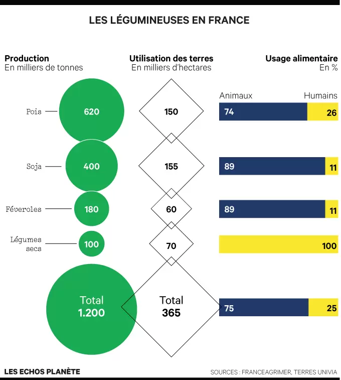 Notre futur passe par les légumineuses | Infographie des légumineuses en France | Françoise Blind-Kempinski - Directrice éditoriale et réalisatrice (journaliste Les Echos)