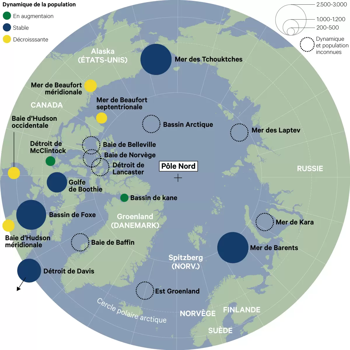 Diaporama : le seigneur de l’Arctique en danger | carte du cercle polaire (Pôle Nord) de l'évolution démographique - Réalisée par Les Echos | Françoise Blind-Kempinski - Directrice éditoriale et réalisatrice (journaliste Les Echos)