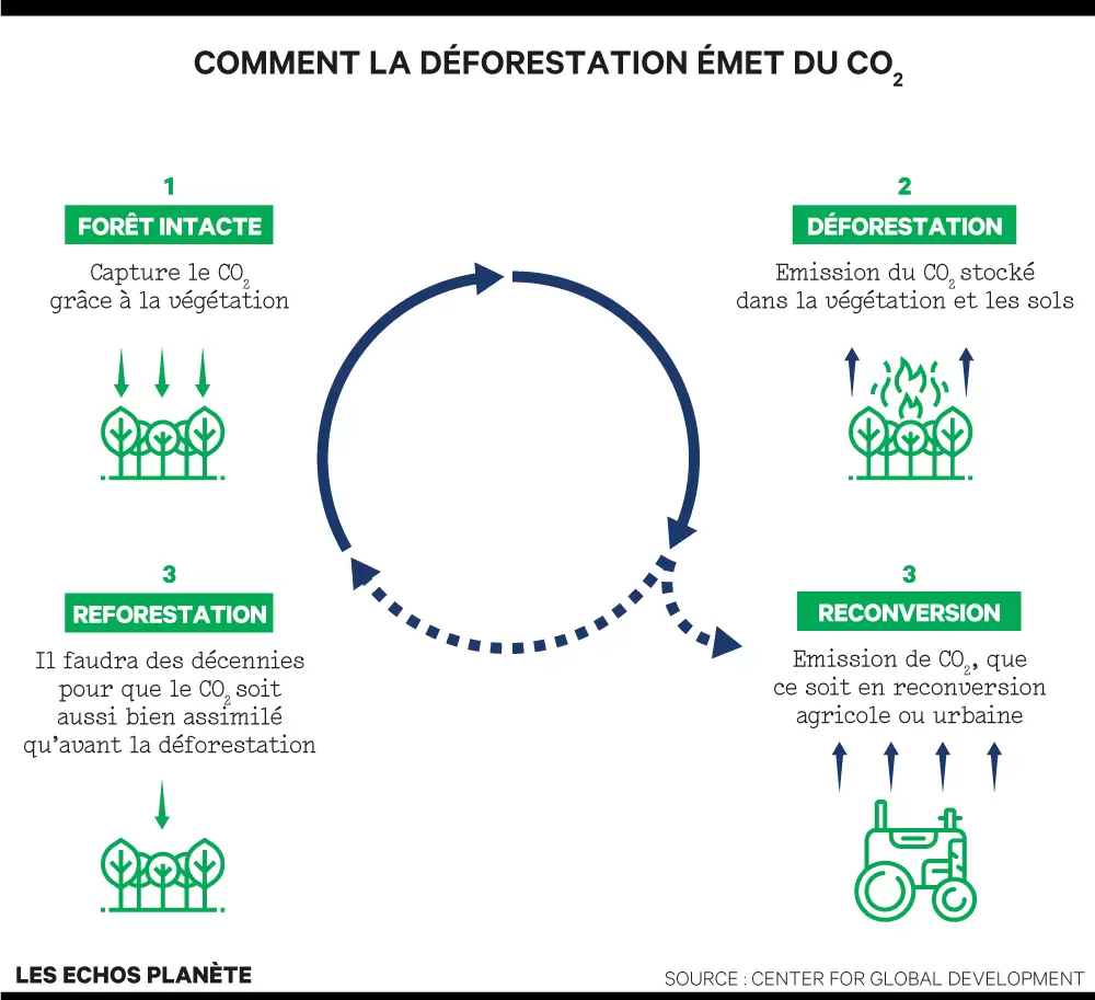 Forêt, CO2 et climat : une chaîne vitale | Infographie explicative des émissions de CO2 par la déforestation | Françoise Blind-Kempinski - Directrice éditoriale et réalisatrice (journaliste Les Echos)