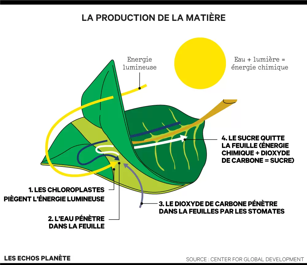 Forêt, CO2 et climat : une chaîne vitale | Infographie explicative de la production de la matière par les plantes | Françoise Blind-Kempinski - Directrice éditoriale et réalisatrice (journaliste Les Echos)