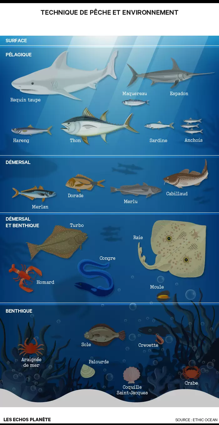 Pêche durable : guide à l'usage du consommateur responsable | Infographie "Technique de pêche et environnement" | Françoise Blind-Kempinski - Directrice éditoriale et réalisatrice (journaliste Les Echos)