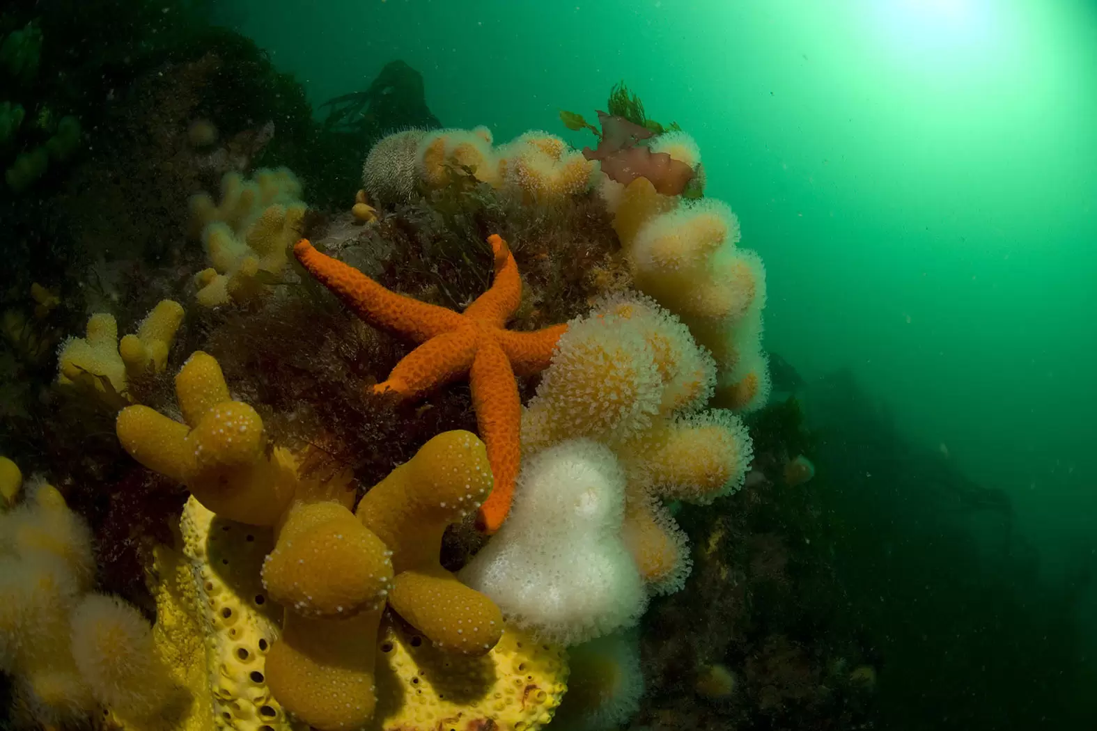 La belle promesse des aires protégées mondiales | Etoile de mer sur alcyonnaires, parc naturel marin d'Iroise. Crédit: AMICE/CŒURS DE NATURE/SIPA | Françoise Blind-Kempinski - Directrice éditoriale et réalisatrice (journaliste Les Echos)