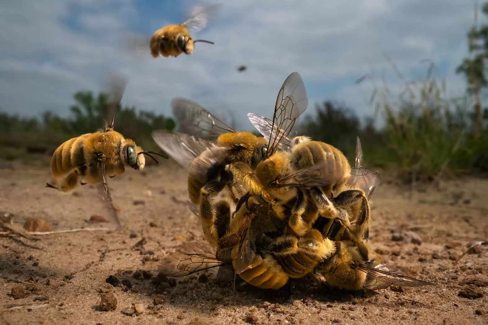 Les lauréats 2022 du prix Wildlife | Premier Prix : photographe de Nature de l’année 2022 © Karine Aigner / Wildlife Photographer of the Year 2022 | Françoise Blind-Kempinski - Directrice éditoriale et réalisatrice (journaliste Les Echos)