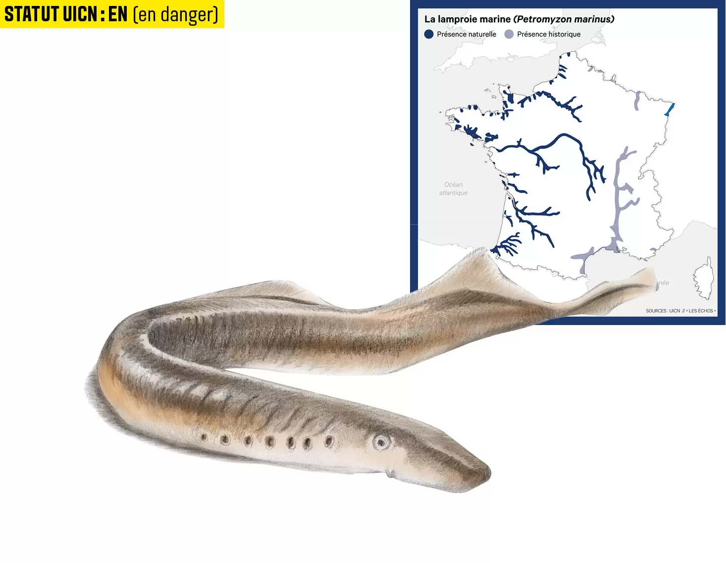 10 espèces de poissons d'eau douce menacées en France | Illustration : Cyril Lachkareff | Françoise Blind-Kempinski - Directrice éditoriale et réalisatrice (journaliste Les Echos)