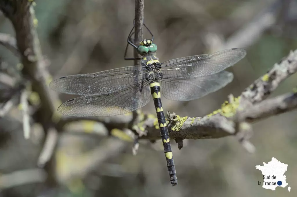 10 espèces d’insectes menacées en France | Crédit photo : Jean-Pierre Boudot | Françoise Blind-Kempinski - Directrice éditoriale et réalisatrice (journaliste Les Echos)