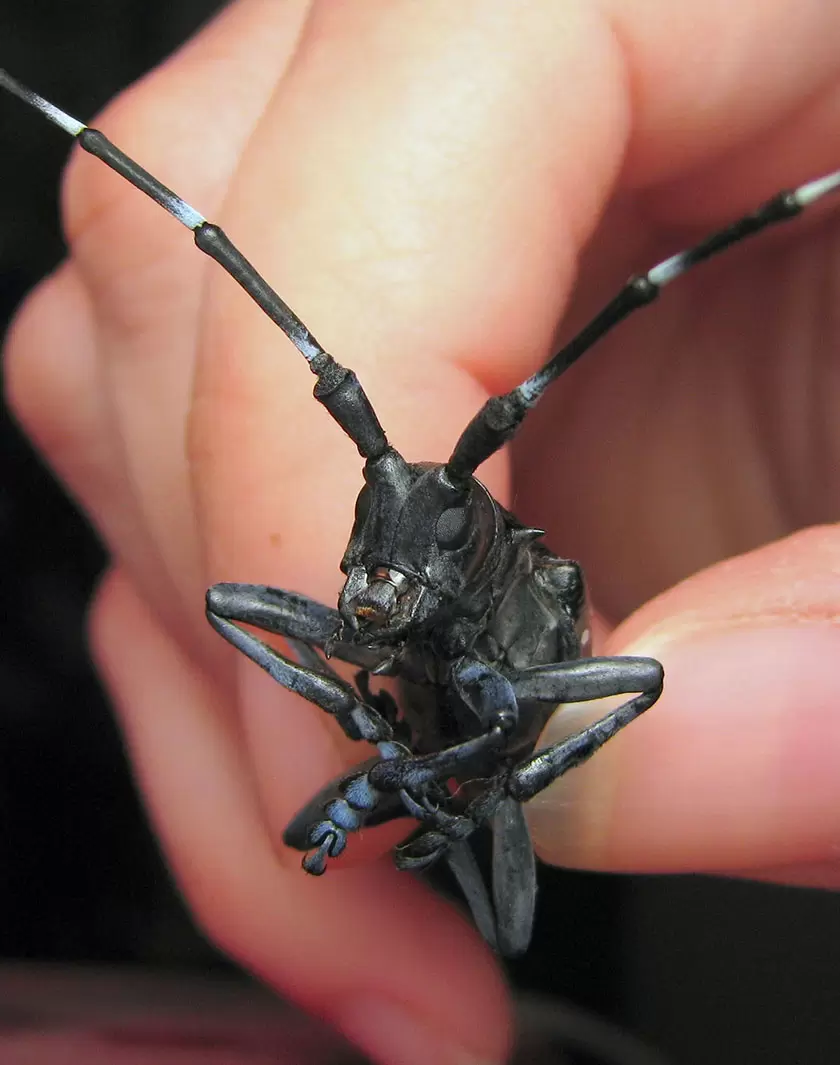 Les espèces exotiques envahissantes : un fléau planétaire | Longicorne (Jenn Forman Orth / CC by SA 2.0 | Françoise Blind-Kempinski - Directrice éditoriale et réalisatrice (journaliste Les Echos)