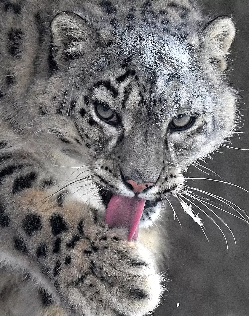 Rodney Jackson danse avec les léopards des neiges | (Ilya Naymushin/SPUTNIK/SIPA) | Françoise Blind-Kempinski - Directrice éditoriale et réalisatrice (journaliste Les Echos)