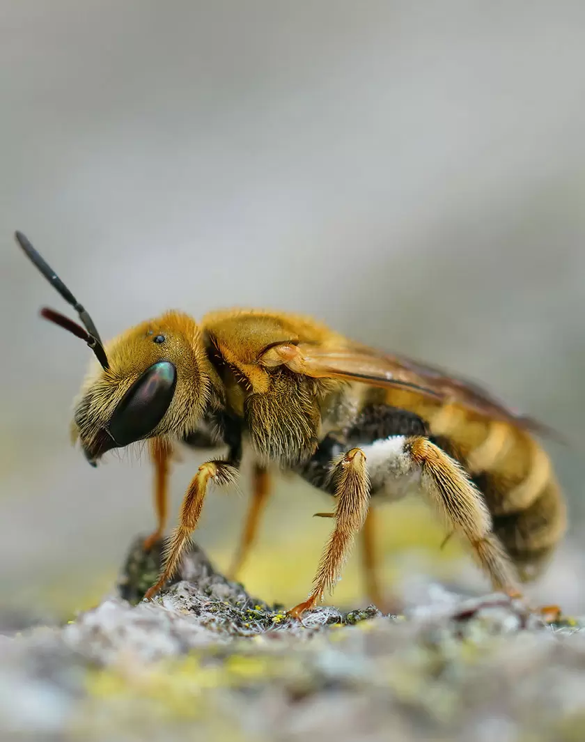 10 espèces d’insectes menacées en France | L’Halictus carinthiacus. (Shutterstock) | Françoise Blind-Kempinski - Directrice éditoriale et réalisatrice (journaliste Les Echos)